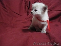 Невский маскарад котята - Изображение #2, Объявление #271121