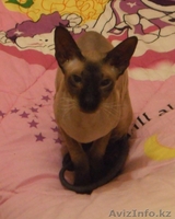 Заманбеков Темирлан makin-97@mail.ru - Изображение #2, Объявление #270070