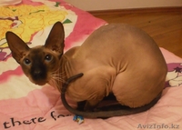 Заманбеков Темирлан makin-97@mail.ru - Изображение #4, Объявление #270070