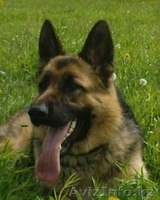 Продам оварку немецкую - Изображение #4, Объявление #272035