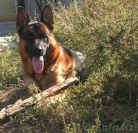 Продам оварку немецкую - Изображение #5, Объявление #272035