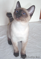 Котята меконгского (тайского) бобтейла  - Изображение #1, Объявление #259616