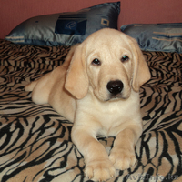  лабрадора ретривера щенки - Изображение #2, Объявление #230496