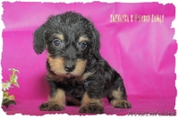 Очаровательные щенки таксы миниатюрной и кроличьей. - Изображение #4, Объявление #273934