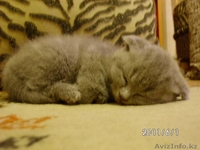 кошки вислоухие - Изображение #2, Объявление #290671