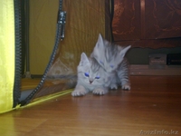 «Скоттиш фолд и Скоттиш страйт»,  - Изображение #4, Объявление #302143