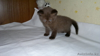 продажа котят шотландских прямоухие - Изображение #4, Объявление #285391