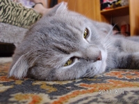 кошки вислоухие - Изображение #3, Объявление #290671