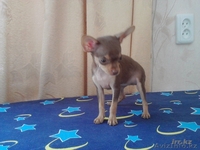 Русский той терьер щенки - Изображение #2, Объявление #306024