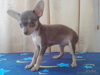 Русский той терьер щенки - Изображение #3, Объявление #306024