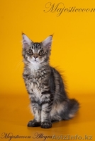 Котята породы мейн-кун - Изображение #1, Объявление #303021
