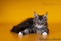 Котята породы мейн-кун - Изображение #2, Объявление #303021