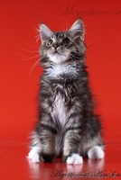 Питомник мейн-кунов Majesticcoon - Изображение #2, Объявление #294727