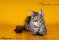 Котята породы мейн-кун - Изображение #3, Объявление #303021