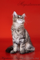 Питомник мейн-кунов Majesticcoon - Изображение #3, Объявление #294727