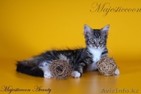 Котята породы мейн-кун - Изображение #4, Объявление #303021