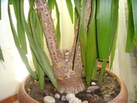 продам пальму срочно - Изображение #1, Объявление #303762