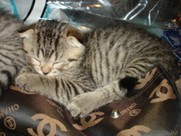 «Скоттиш фолд и Скоттиш страйт»,  - Изображение #8, Объявление #302143