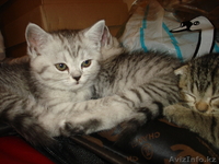 «Скоттиш фолд и Скоттиш страйт»,  - Изображение #6, Объявление #302143