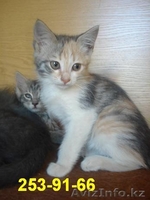 Отдам котят в хорошие руки Алматы - Изображение #2, Объявление #294957