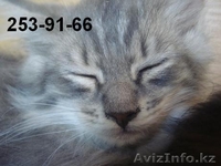 Отдам котят в хорошие руки Алматы - Изображение #4, Объявление #294957