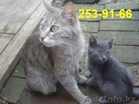 Отдам котят в хорошие руки Алматы - Изображение #5, Объявление #294957