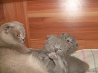 Продам породистых Шотландских котят. - Изображение #4, Объявление #283700
