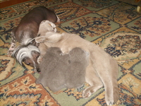 Продам породистых Шотландских котят. - Изображение #5, Объявление #283700