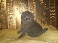 Продам породистых Шотландских котят. - Изображение #1, Объявление #283700