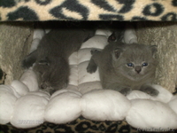 Продам породистых Шотландских котят. - Изображение #3, Объявление #283700