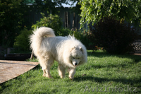 Кабель лайки самоеда для вязки. - Изображение #2, Объявление #285094