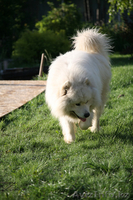 Кабель лайки самоеда для вязки. - Изображение #3, Объявление #285094