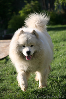 Кабель лайки самоеда для вязки. - Изображение #1, Объявление #285094