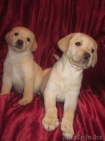 Шикарные малыши лабрадорчики - Изображение #1, Объявление #296206