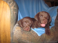 Шикарные малыши лабрадорчики - Изображение #2, Объявление #296206