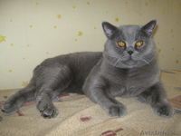 Кот британец предлагает свои услуги для вязки - Изображение #1, Объявление #243229