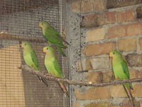 Роскошный барабандов попугай  - Изображение #2, Объявление #291388