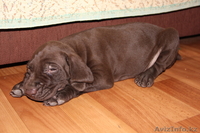 продам щенка Куцхаара - Изображение #2, Объявление #295559