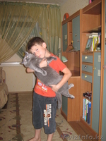 Кот британец предлагает свои услуги для вязки - Изображение #2, Объявление #243229