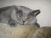 Кот британец предлагает свои услуги для вязки - Изображение #3, Объявление #243229