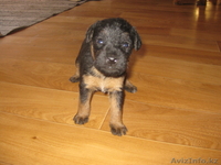 щенки ягдтерьера - Изображение #3, Объявление #300452