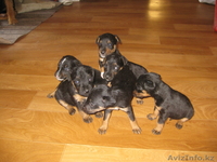 щенки ягдтерьера - Изображение #1, Объявление #300452