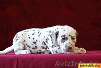 Щеночки далматина - Изображение #4, Объявление #282407