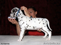 Щенульки далматина - Изображение #2, Объявление #282408