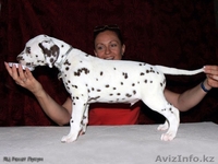 Щенульки далматина - Изображение #1, Объявление #282408