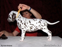 Щеночки далматина - Изображение #3, Объявление #282407