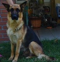 Продам щенков немецокй овчарки! - Изображение #2, Объявление #318006