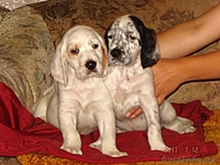 Продаются щенки английского сеттера от рабочиз производителей - Изображение #1, Объявление #334971