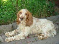 ищу собаку для вязки - Изображение #1, Объявление #313562