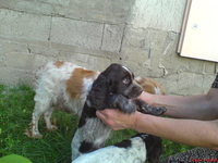 Коричнево-пегая спаниелька - Изображение #2, Объявление #328023